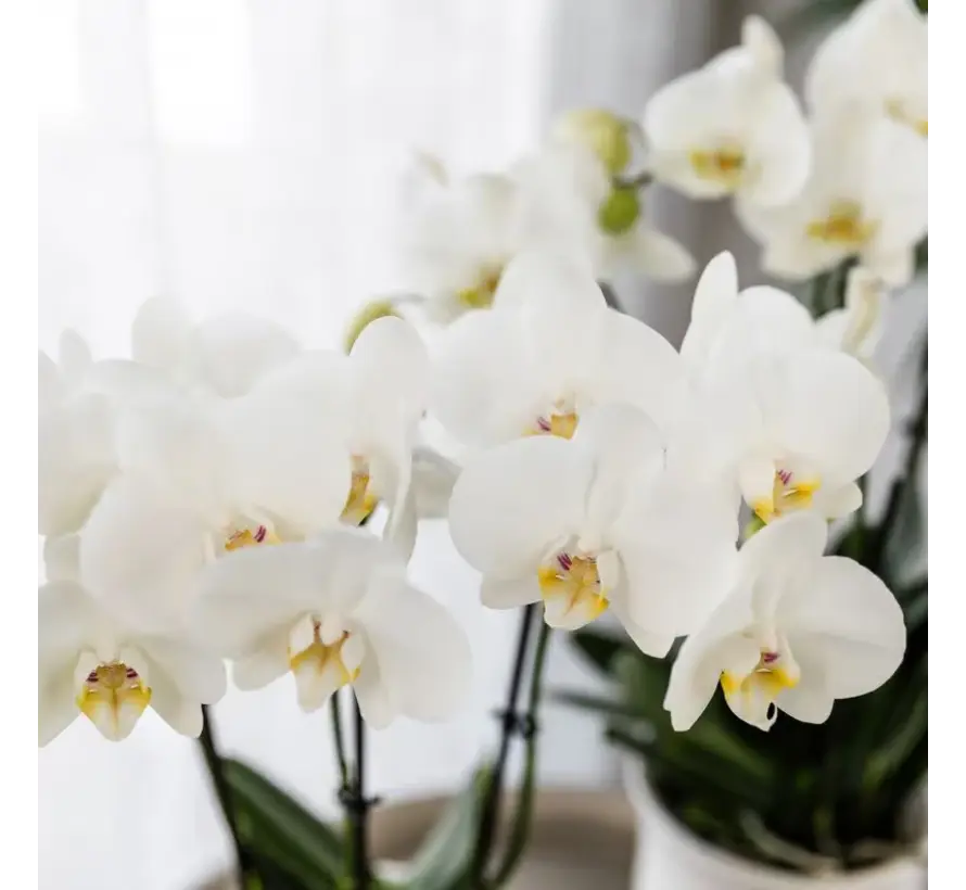 Kolibri Company Surprise Mix box - Orchideeën - 4 stuks - 9 cm