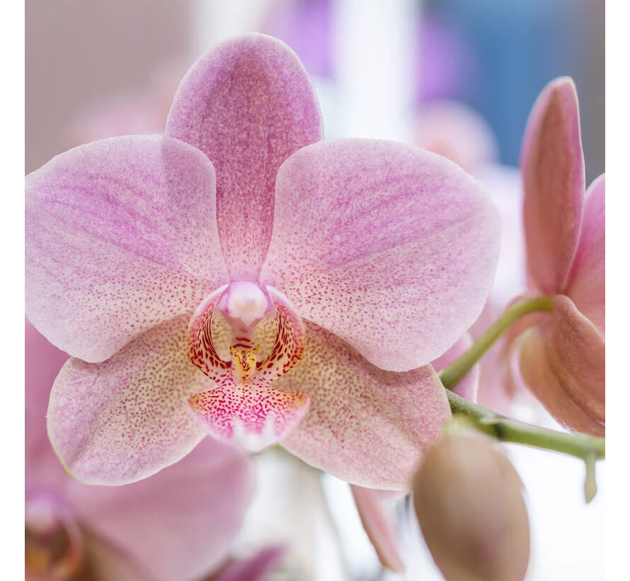 Kolibri Company Surprise Mix box - Orchideeën - 4 stuks - 9 cm