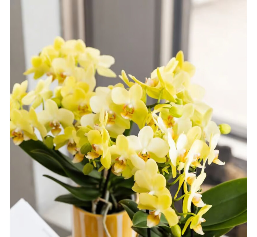 Kolibri Company Surprise Mix box - Orchideeën - 4 stuks - 9 cm