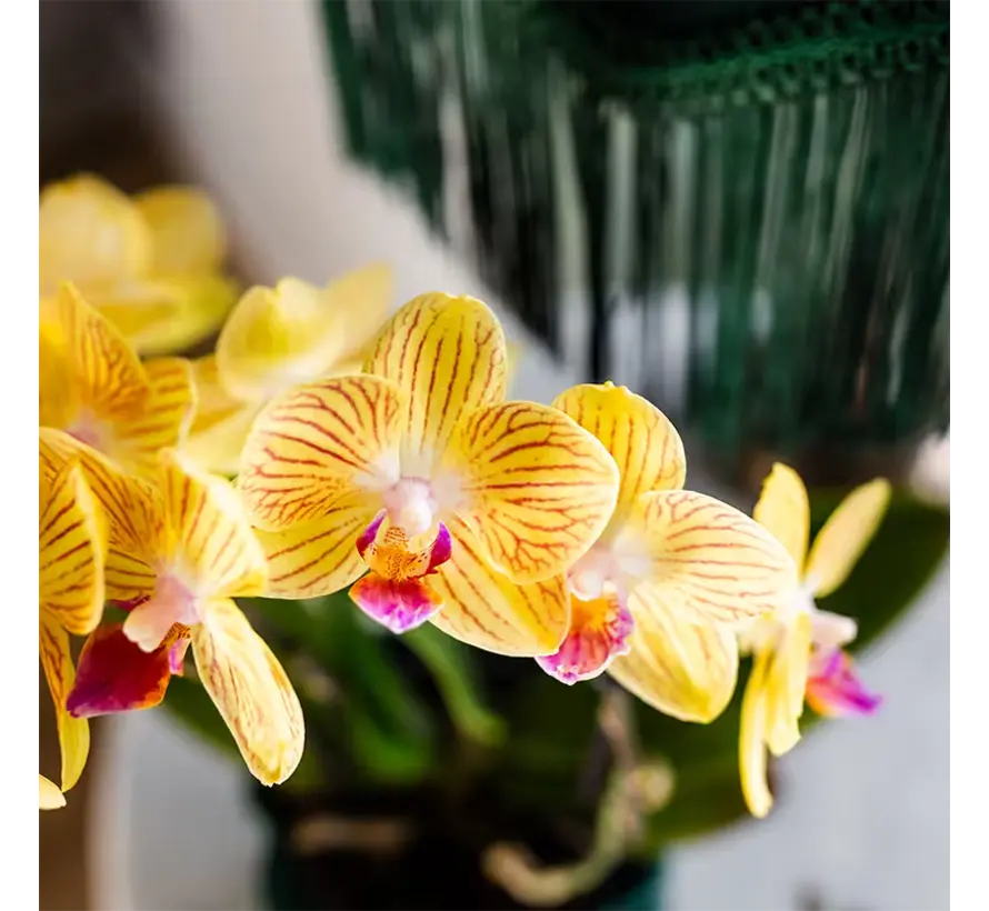 Kolibri Company Surprise Mix box - Orchideeën - 4 stuks - 9 cm
