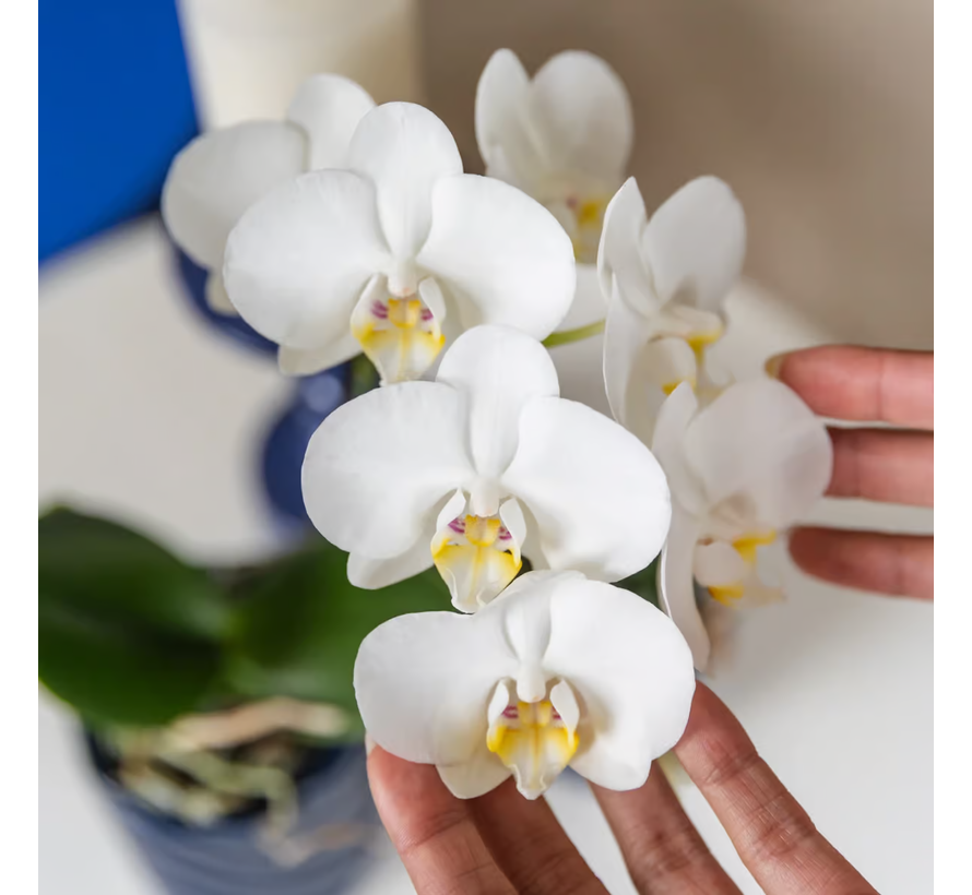 Kolibri Company Surprise Mix box - Orchideeën - 4 stuks - 9 cm