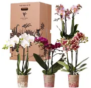 Kolibri Kolibri Company Surprise Mix box - Orchideeën - 4 stuks - 9 cm