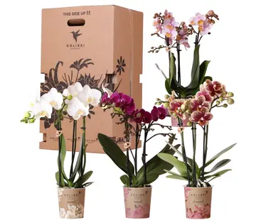 Kolibri Kolibri Company Surprise Mix box - Orchideeën - 4 stuks - 9 cm