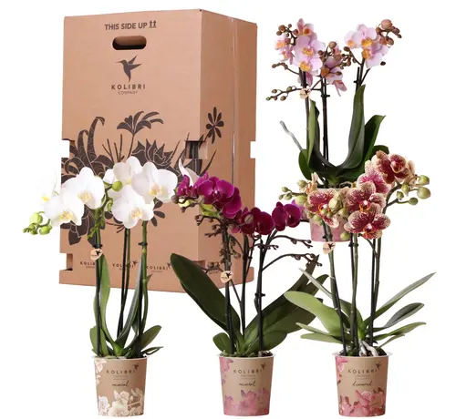 Kolibri Kolibri Company Surprise Mix box - Orchideeën - 4 stuks - 9 cm