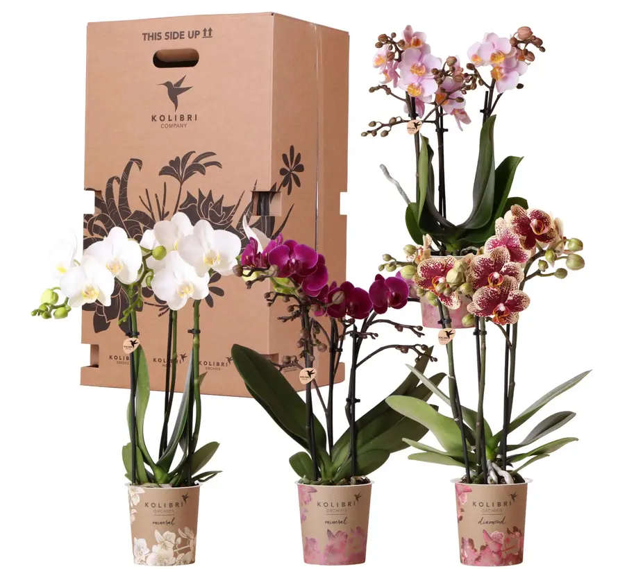 Kolibri Company Surprise Mix box - Orchideeën - 4 stuks - 9 cm