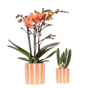 Kolibri Kolibri Company Plantenset - Geverfde Streep sierpot