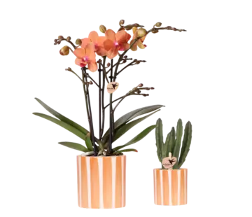 Kolibri Kolibri Company Plantenset - Geverfde Streep sierpot