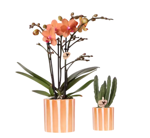 Kolibri Kolibri Company Plantenset - Geverfde Streep sierpot - Phalaenopsis | Succulent