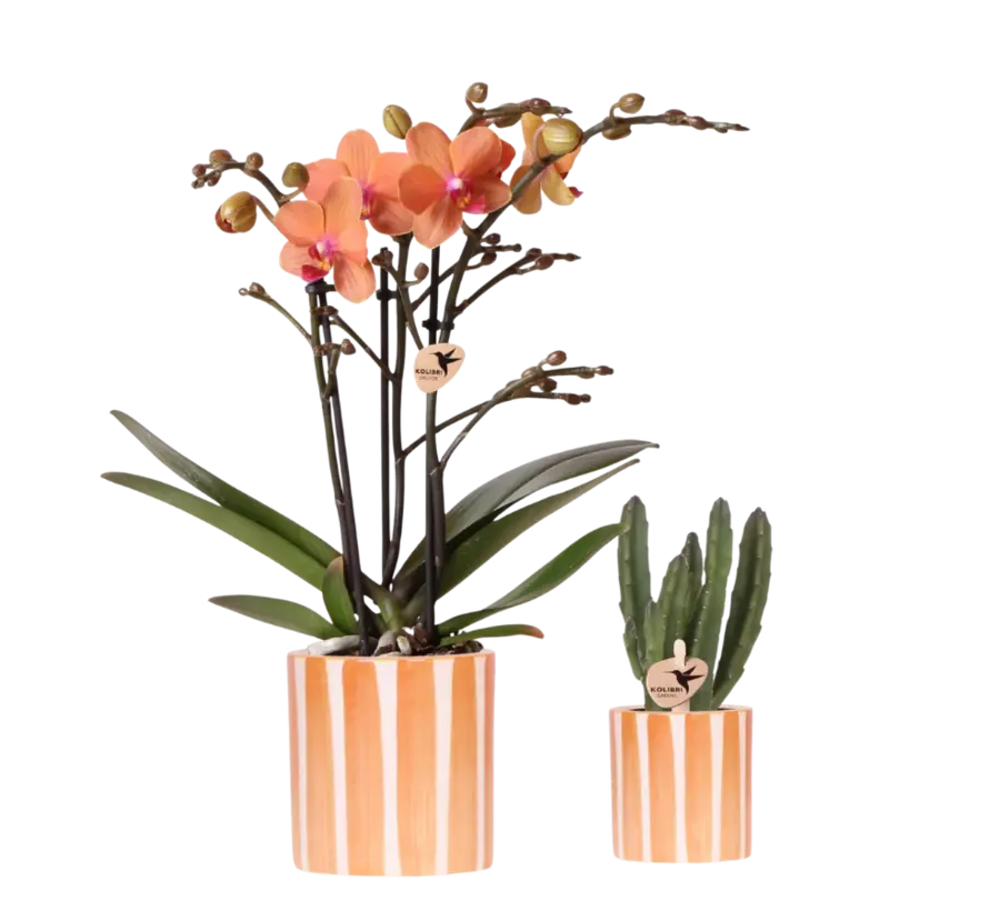 Kolibri Company Plantenset - Geverfde Streep sierpot - Phalaenopsis | Succulent