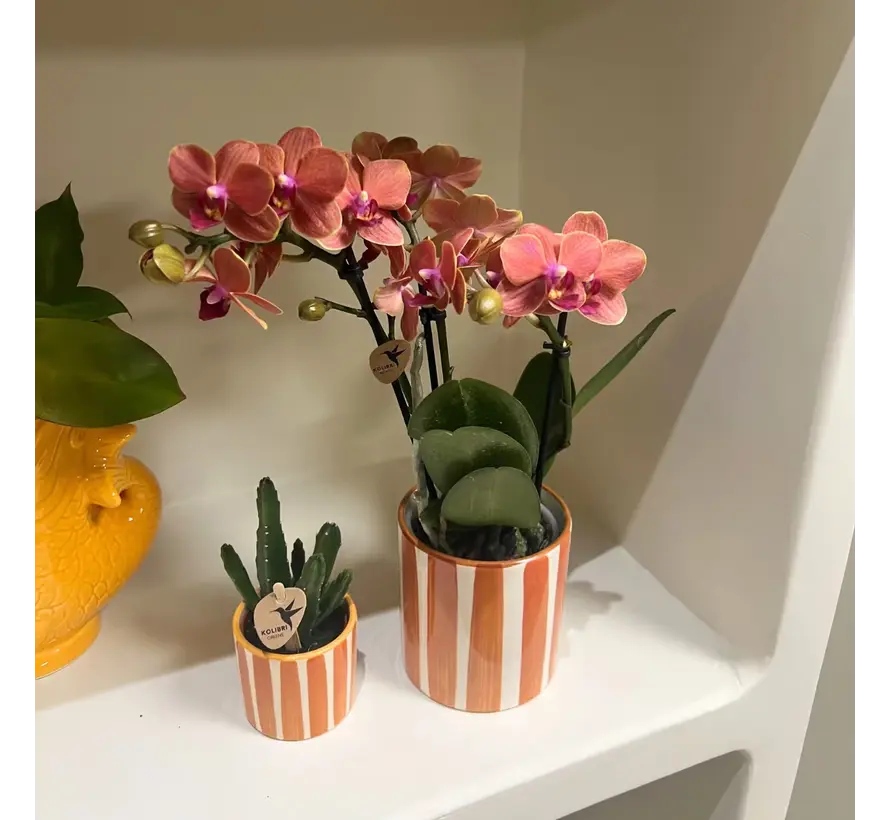 Kolibri Company Plantenset - Geverfde Streep sierpot - Phalaenopsis | Succulent