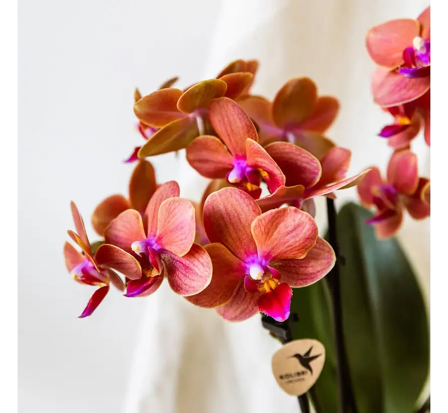Kolibri Company Plantenset - Geverfde Streep sierpot - Phalaenopsis | Succulent