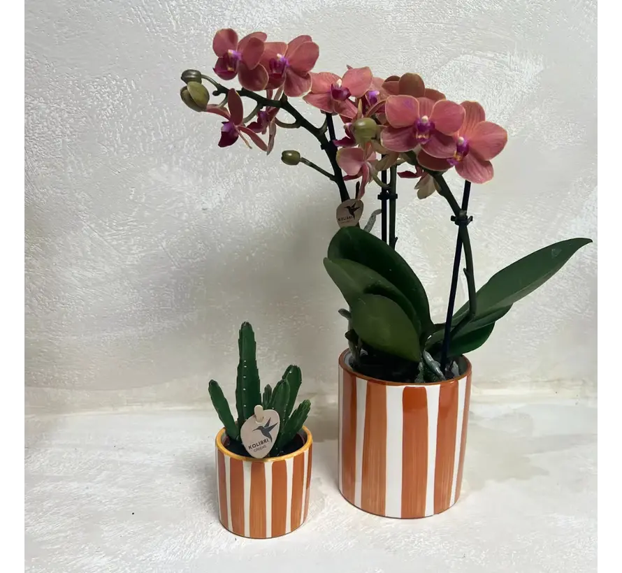 Kolibri Company Plantenset - Geverfde Streep sierpot - Phalaenopsis | Succulent