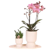 Kolibri Kolibri Company Cadeauset travertijn - Orchidee