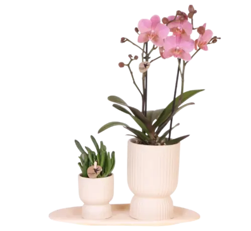 Kolibri Kolibri Company Cadeauset travertijn - Orchidee
