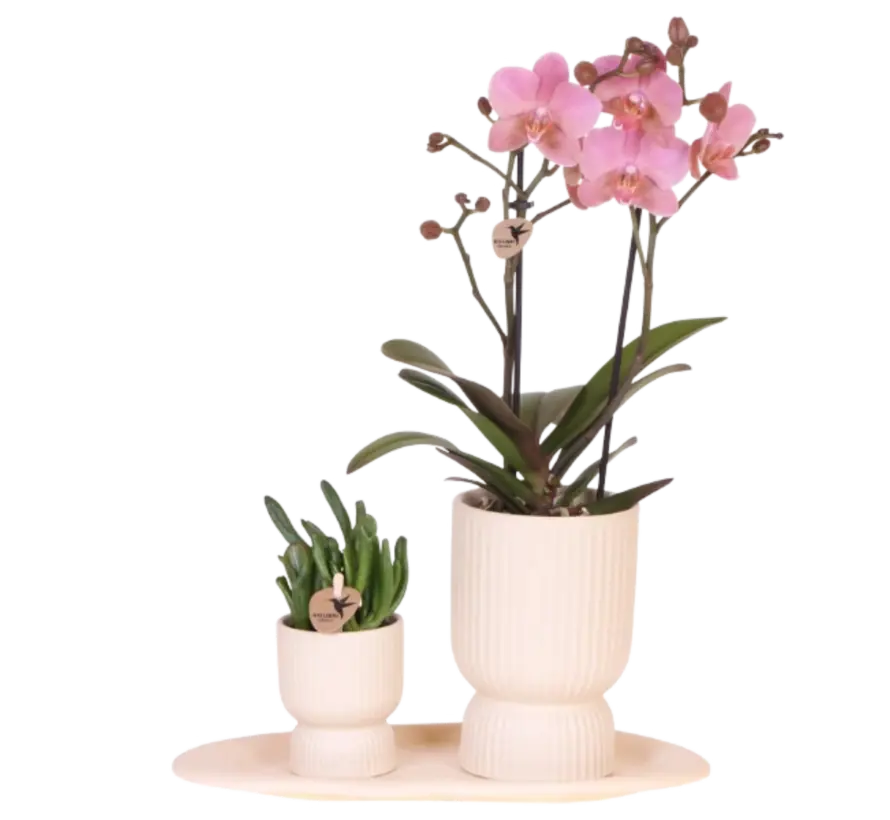 Kolibri Company Cadeauset travertijn - Orchidee