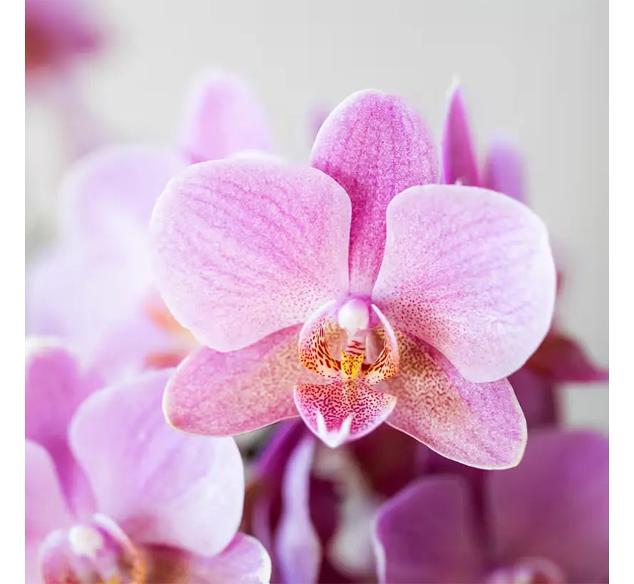 Kolibri Company Cadeauset travertijn - Orchidee