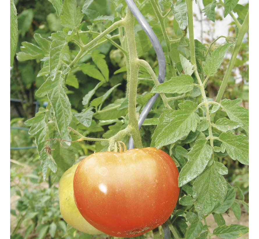 Tomatenspiraal - ø 6 mm x 180 cm