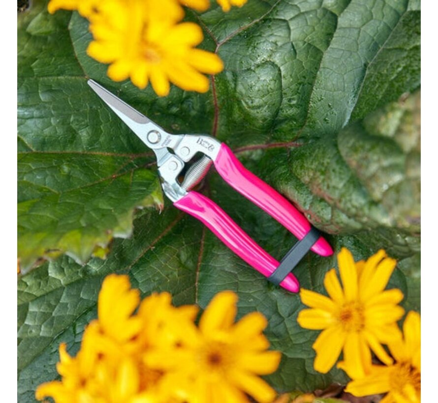 FloraBrite Roze fruitschaar - opvallend - 19 cm