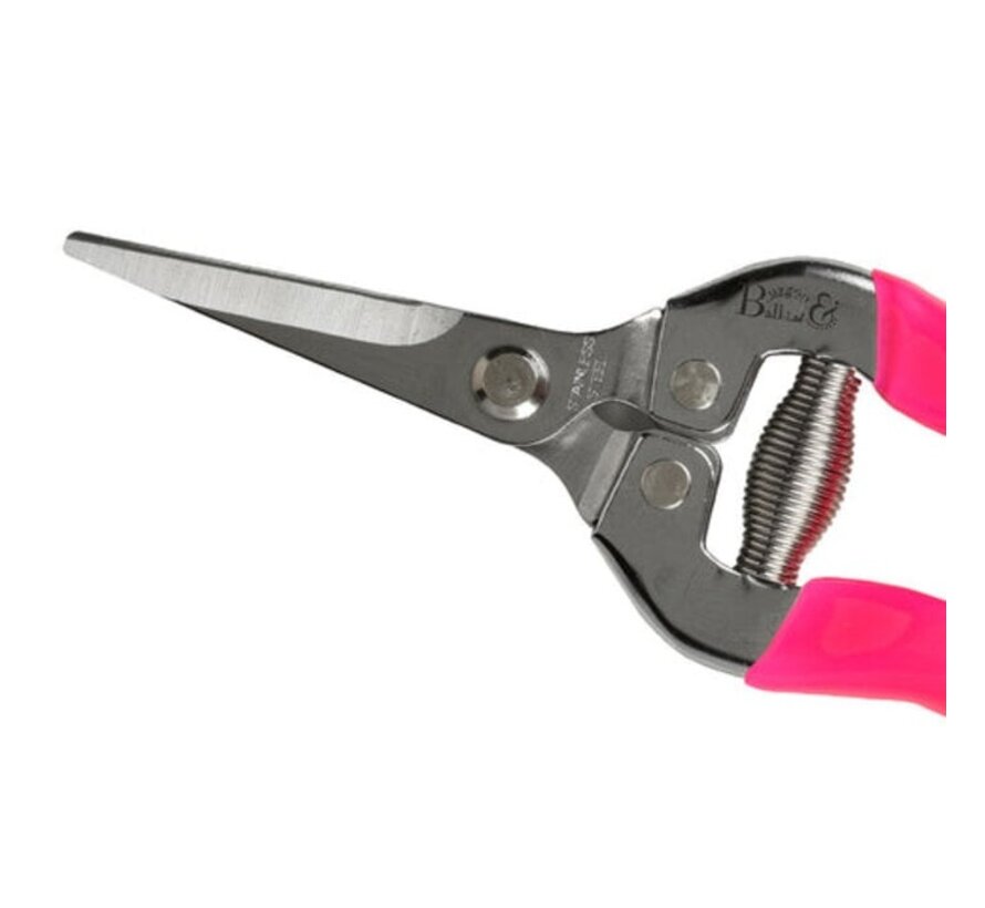 FloraBrite Roze fruitschaar - opvallend - 19 cm