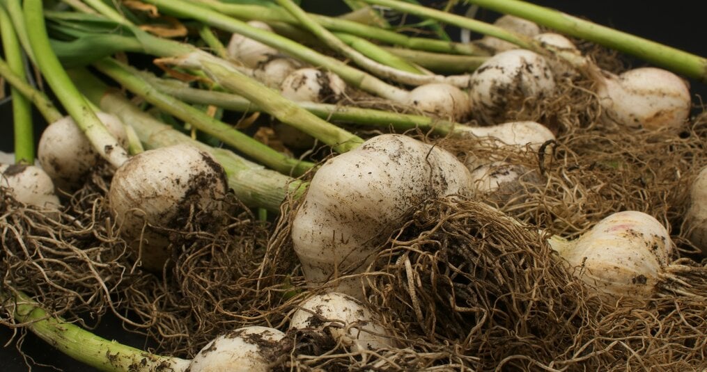 Knoflook planten in november: welk teentje en hoe diep?