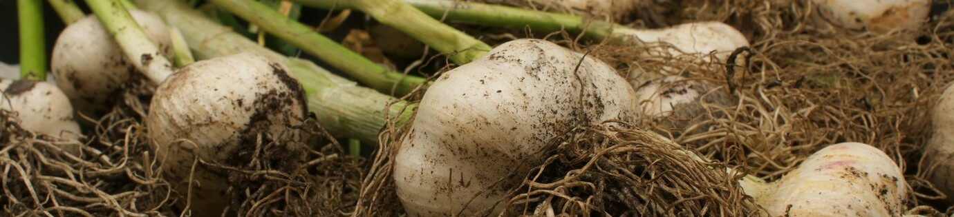 Knoflook planten in november: welk teentje en hoe diep?