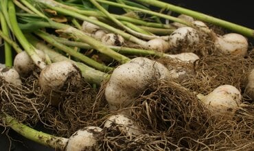 Knoflook planten in november: welk teentje en hoe diep?