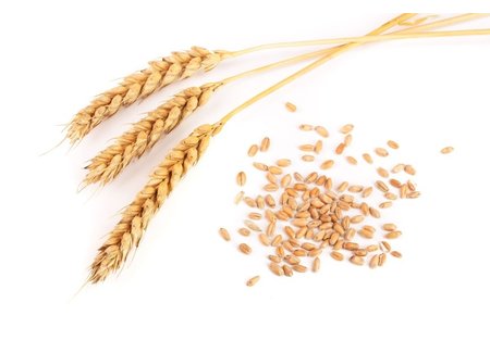 Wheat Protein