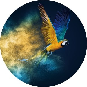 Glasschilderij Parrot | Rond 100cm