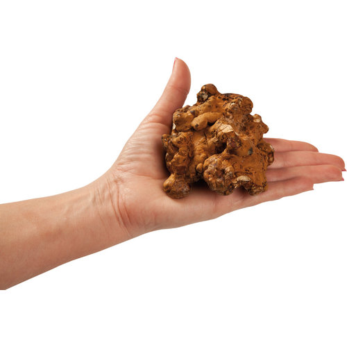 Magic Truffles XP Psilocybine Truffels 'Hollandia' (15g) . Sterkte 5 van 5 Magic Truffles XP Psilocybine Truffels 'Hollandia' (15g) . Sterkte 5 van 5