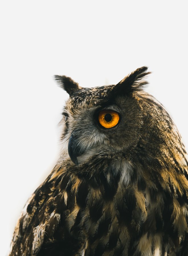 Serious Owl