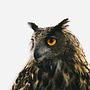 Serious Owl