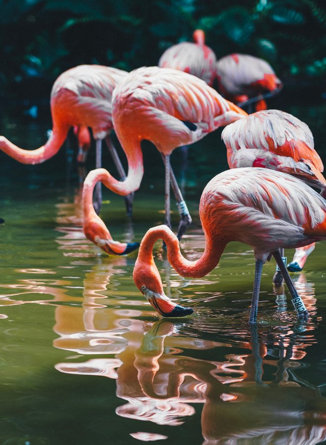 Flamingo family