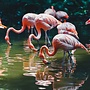 Flamingo family