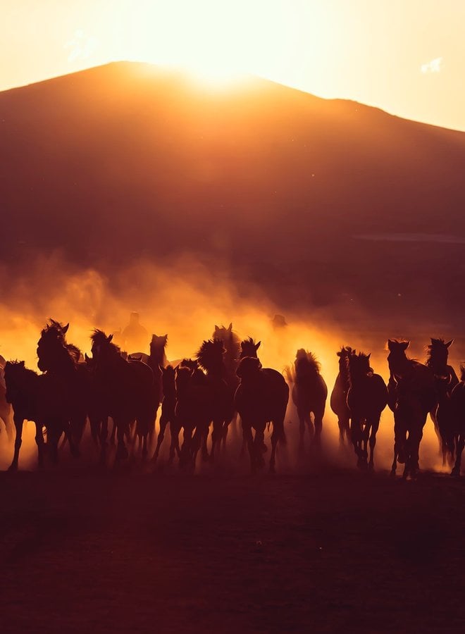 Unsplash The desert horses