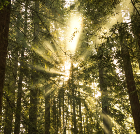 A customer service always at your service