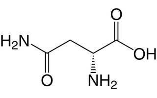 Asparagina