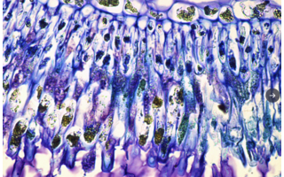 Histologie/Mikroskopie