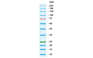 Protein Markers