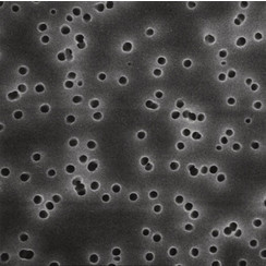 Polycarbonate membrane filters
