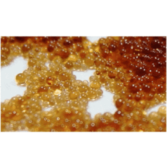 Ion exchange resin  1 x 2, 25 g