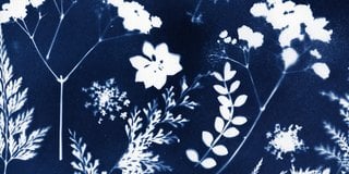 Cyanotype maken, zo doe je dat!