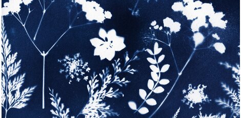 Cyanotype, voici comment faire !