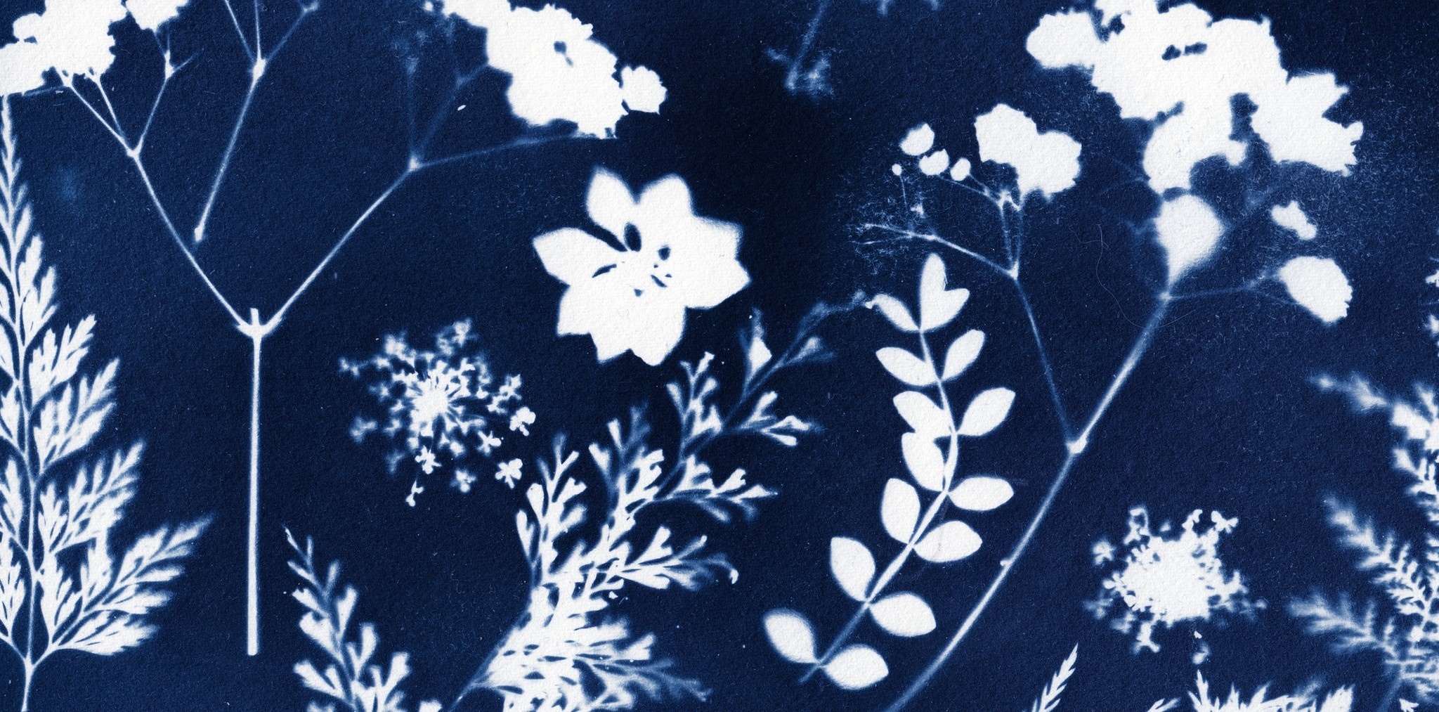 Cyanotype, voici comment faire !