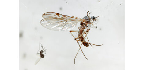 Mosquito-prone? Try this!