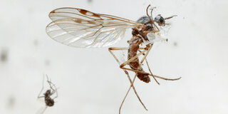 Êtes-vous dérangé par les moustiques ? Essayez ceci !