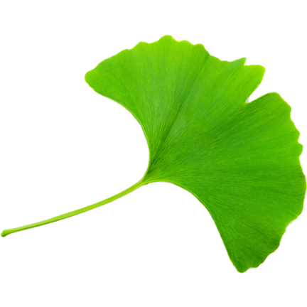 Memory|Enhance your focus, support your memory