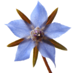 Skin, hair and nails