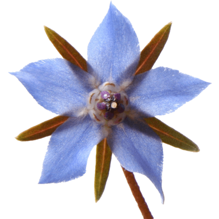 Supplements for a healthy skin, shiny hair and strong nails