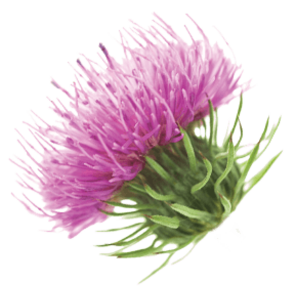 Detox | Cleanse your body naturally