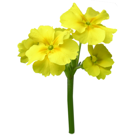 Menstruation | Relieve menstrual symptoms with the power of nature